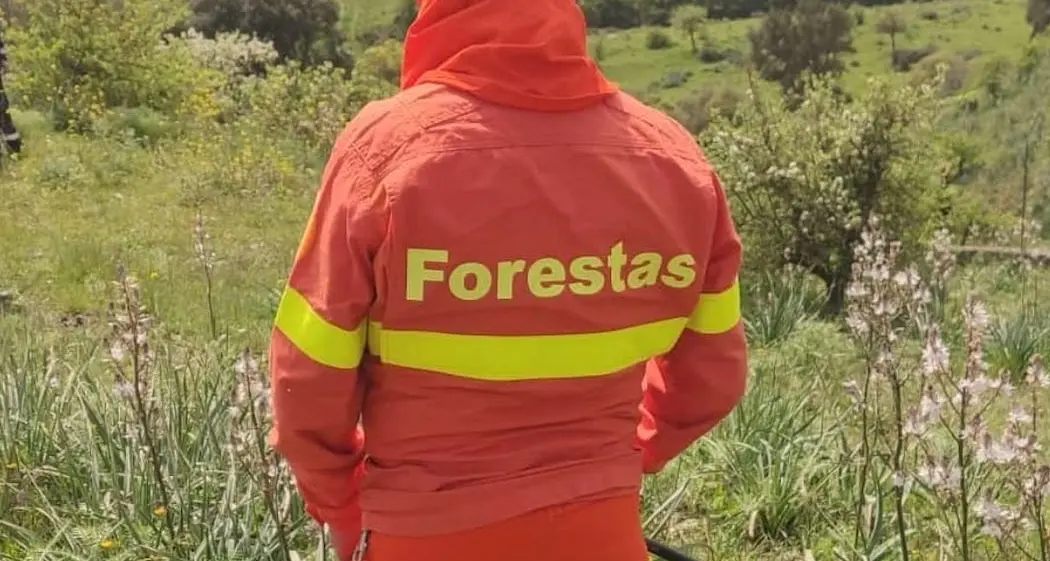 Forestas, 104 assunzioni a tempo indeterminato in 62 Comuni