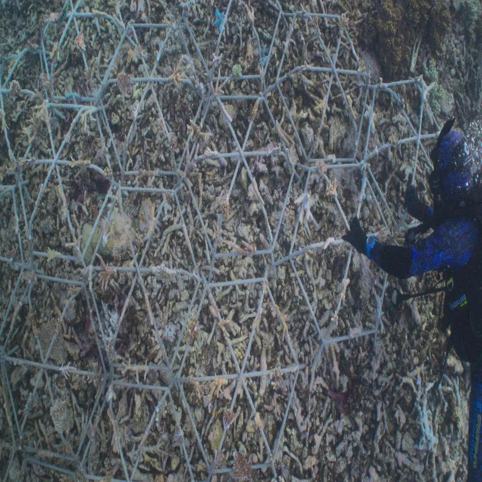 Ripristino barriere coralline, su Prime Video il documentario Reef Builders