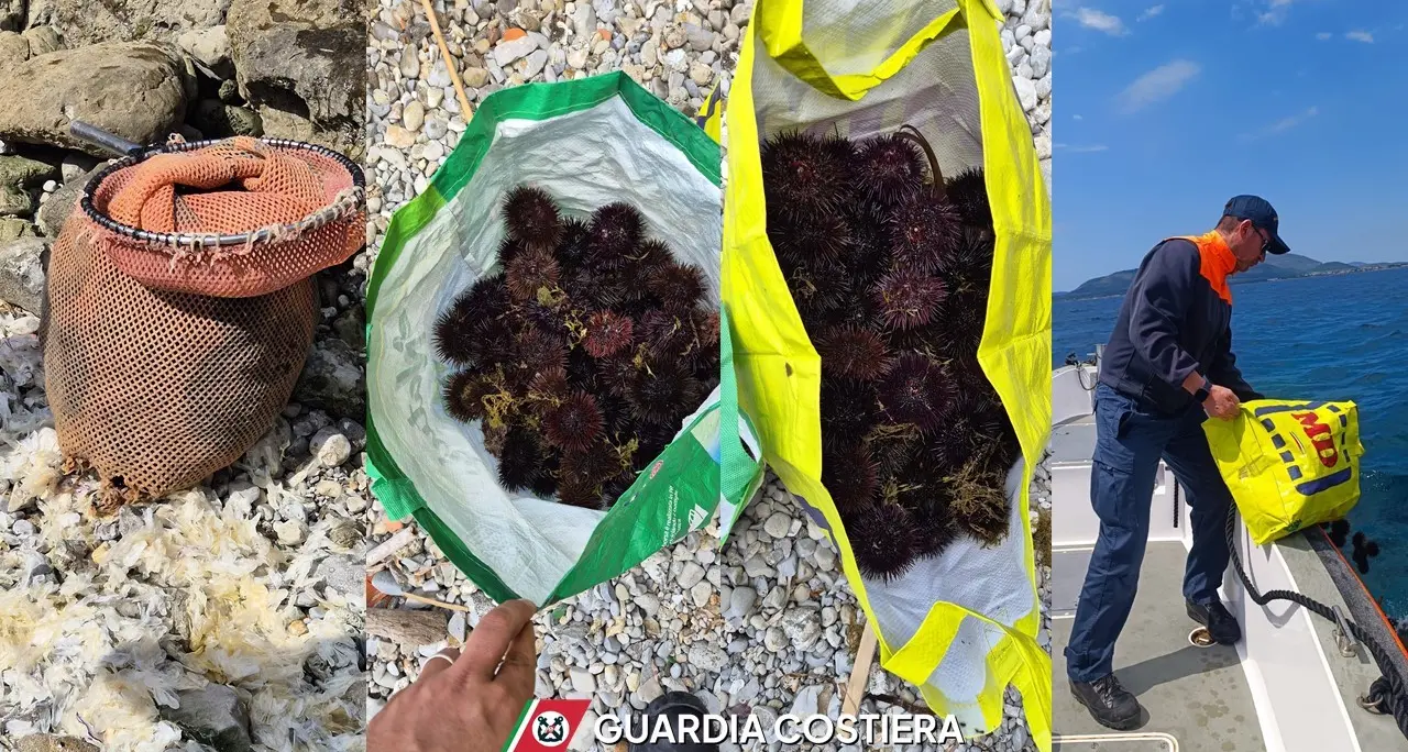 Sorpreso a pescare abusivamente ricci, pescatore multato ad Alghero