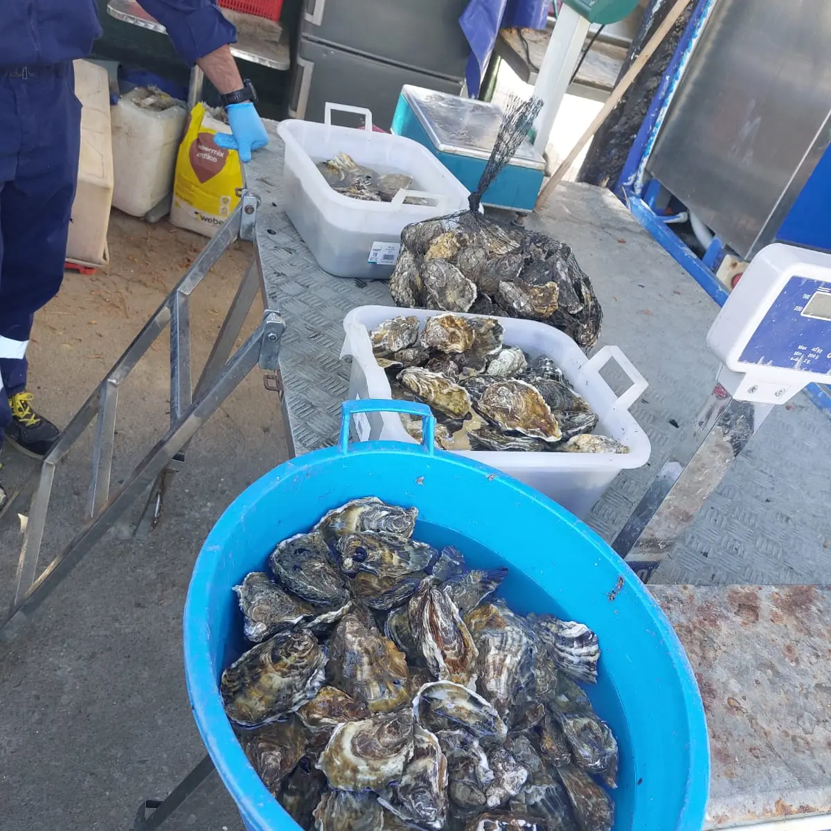 Sequestrati 60 chili di molluschi senza tracciabilità a Cagliari: maxi multa per venditore