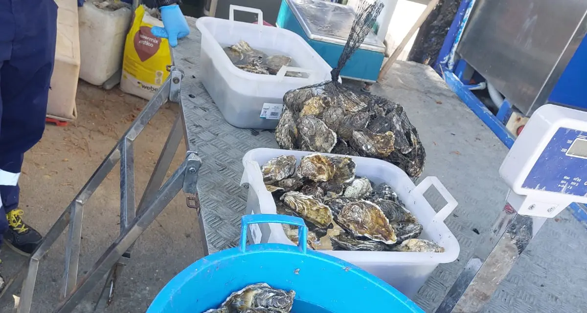 Sequestrati 60 chili di molluschi senza tracciabilità a Cagliari: maxi multa per venditore