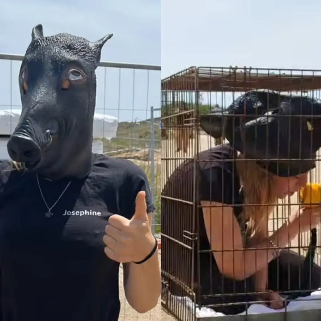 Sit-in contro abbattimento di cinghiali nell'Oristanese: protesta animalista a Cabras