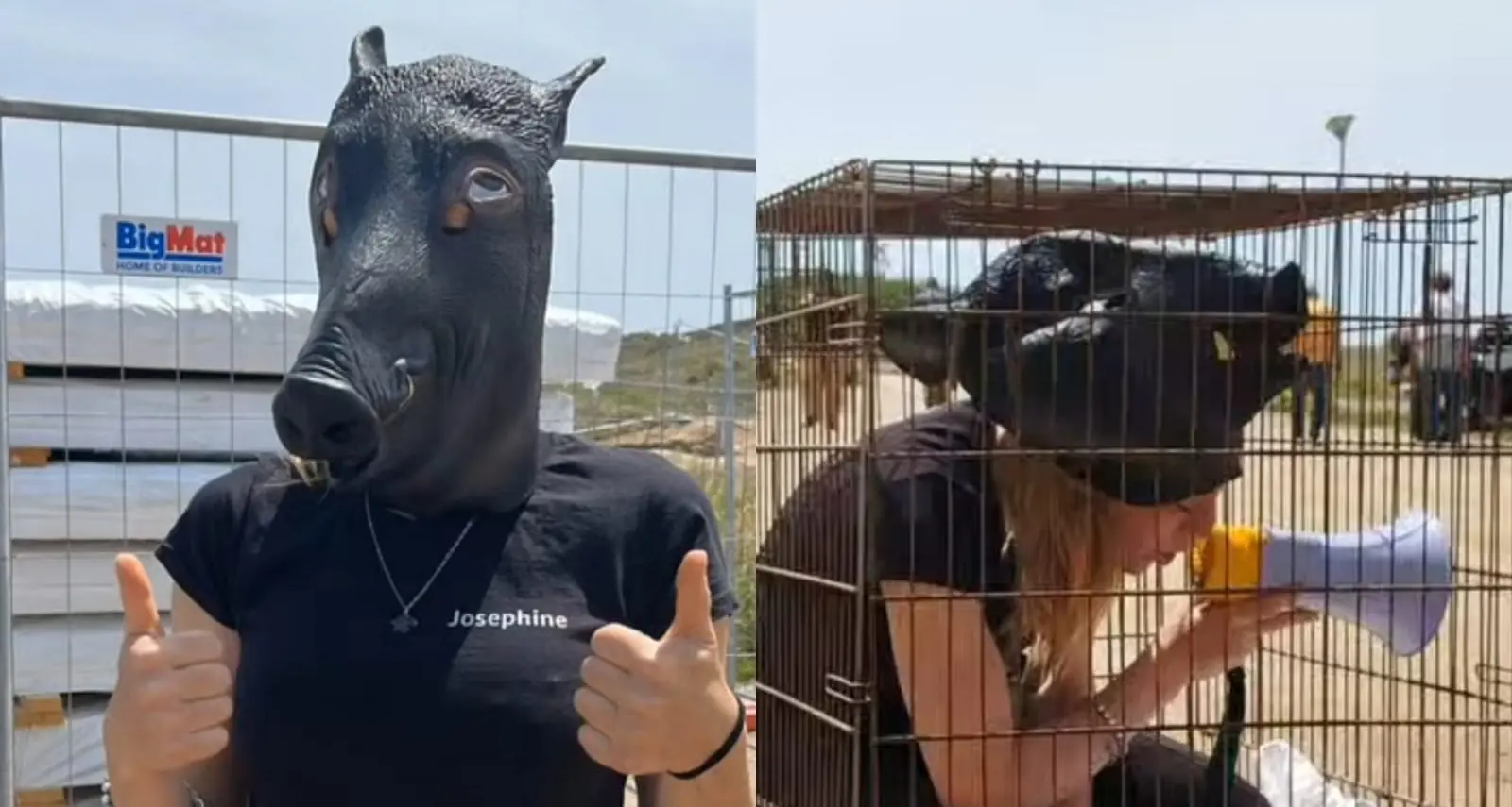 Sit-in contro abbattimento di cinghiali nell'Oristanese: protesta animalista a Cabras