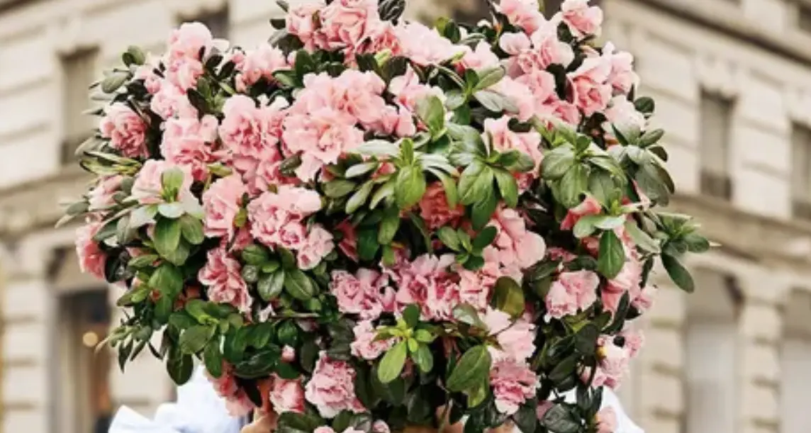 Festa della mamma: l'Azalea della Ricerca torna per sensibilizzare sui tumori femminili