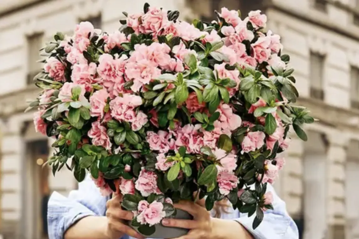 <p>Foto L\\'Azalea della Ricerca Fondazione Airc</p>\\n