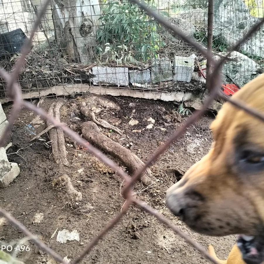 Box fatiscente e solitudine: cane scompare a Nuoro, Stop Animal Crimes denuncia