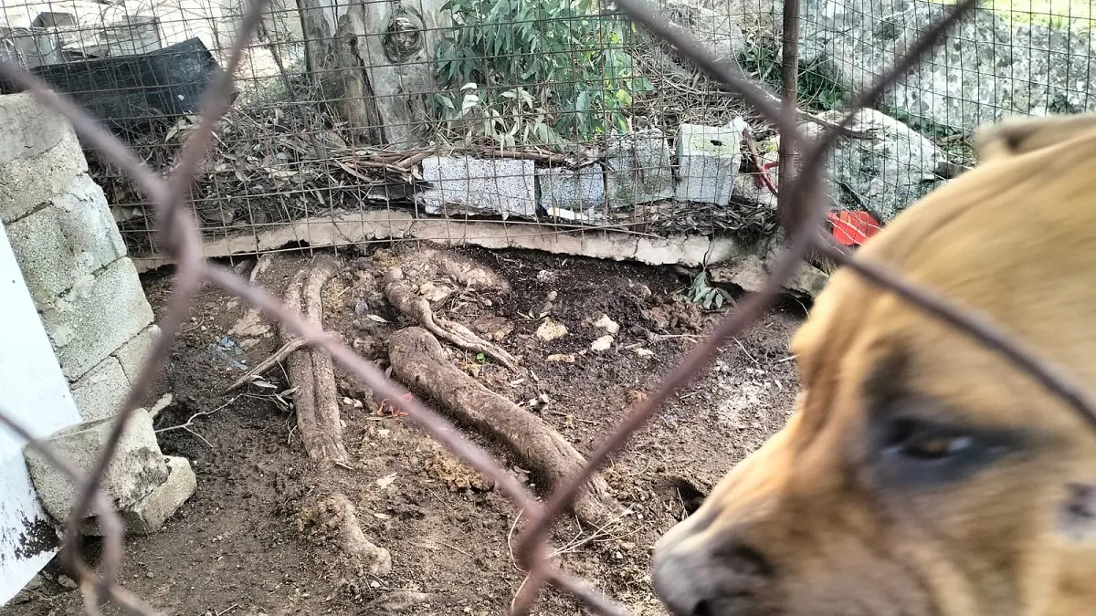 Box fatiscente e solitudine: cane scompare a Nuoro, Stop Animal Crimes denuncia