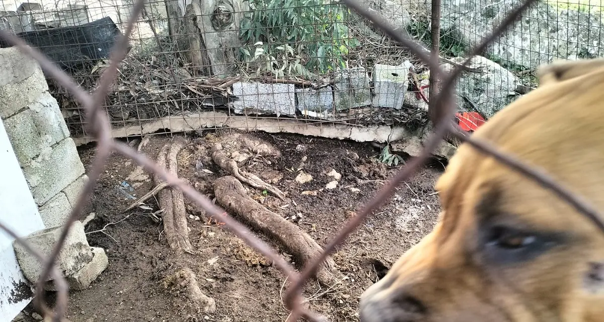 Box fatiscente e solitudine: cane scompare a Nuoro, Stop Animal Crimes denuncia