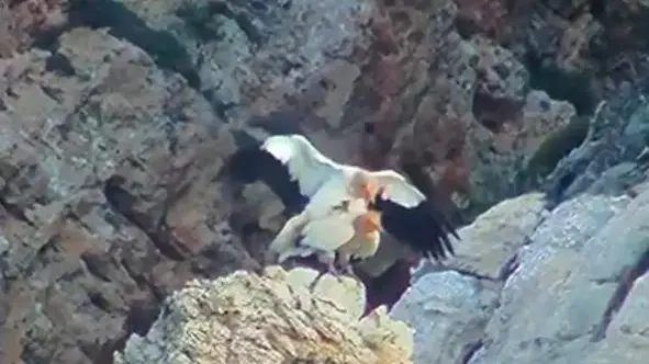Avvoltoio capovaccaio: eccezionale avvistamento di un accoppiamento a Porto Conte