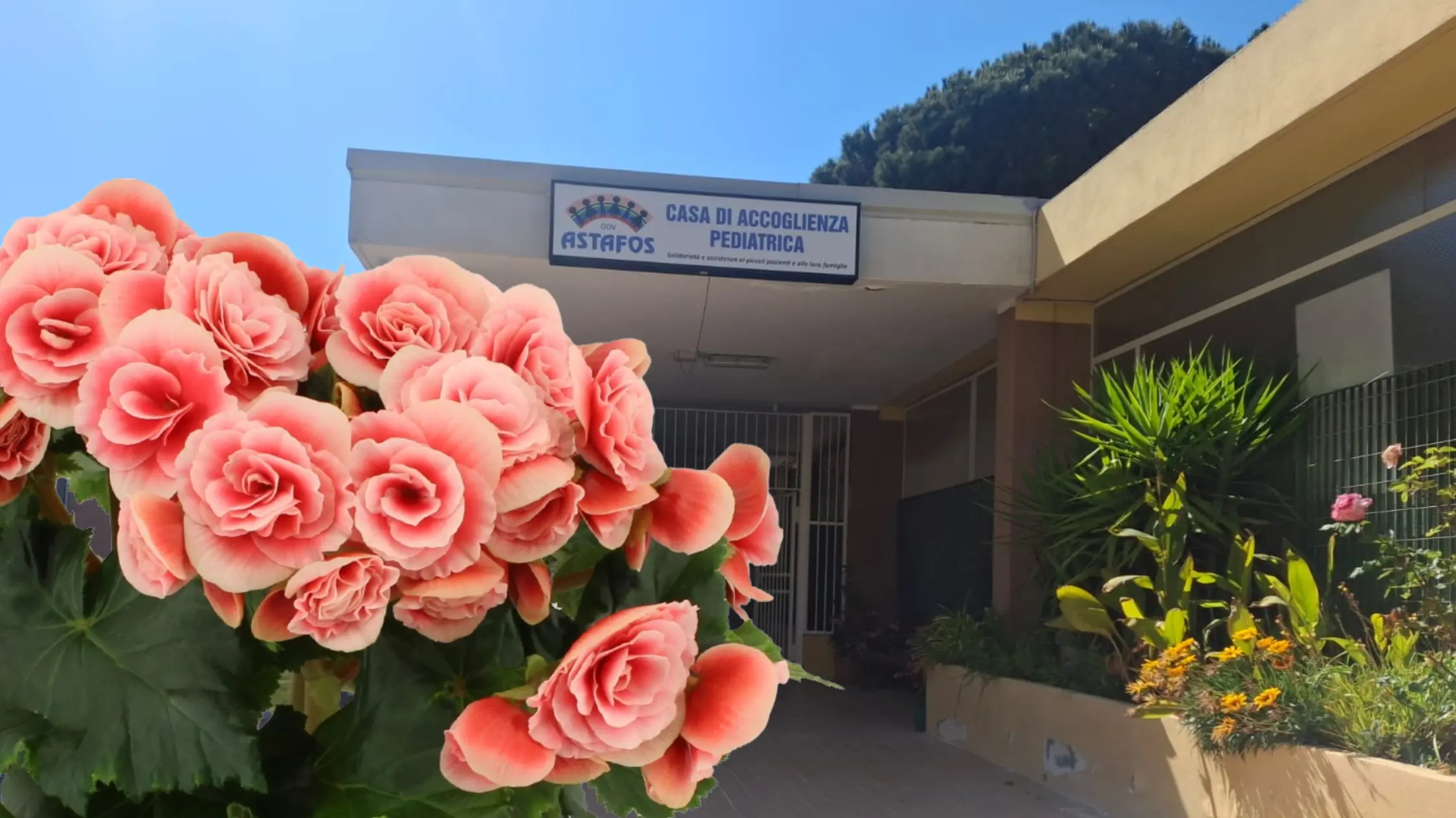 Oncologia. Sabato e domenica in alcune piazze sarde l'iniziativa \"Una begonia per ASTAFOS\"