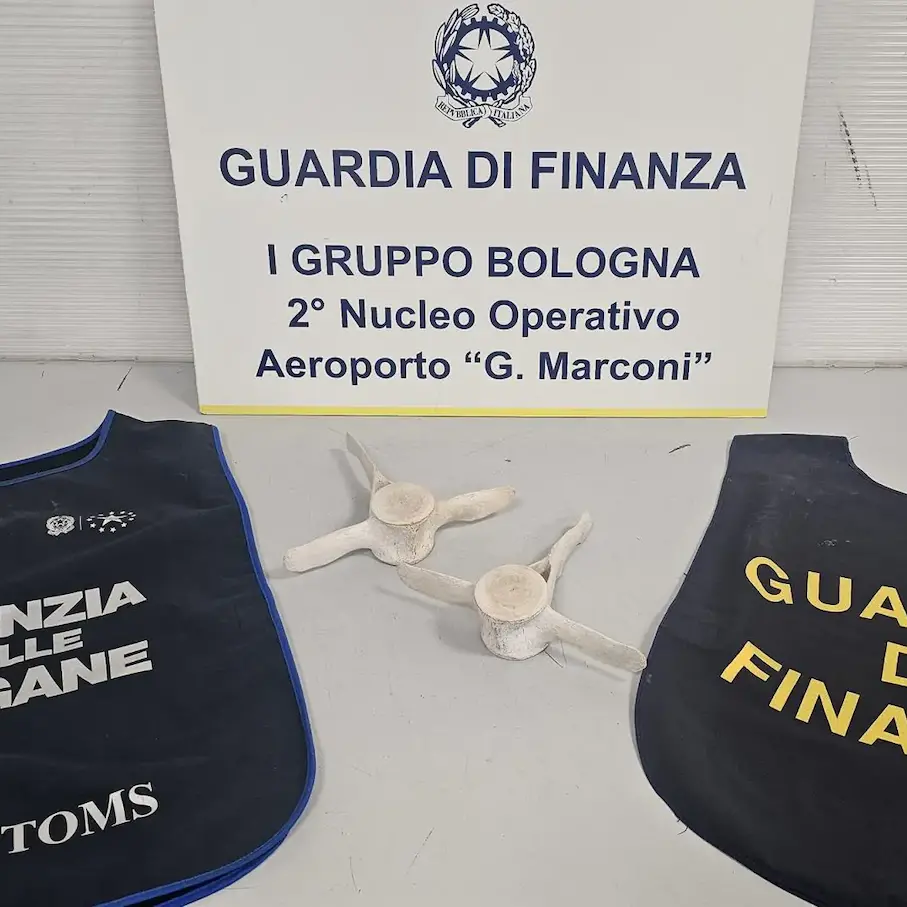 Ossa di delfino in valigia, maxi multa per un passeggero fermato in aeroporto