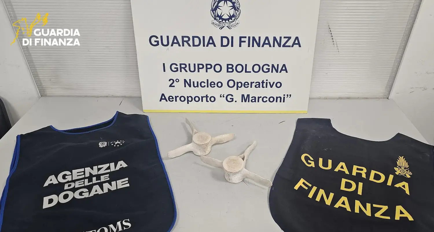 Ossa di delfino in valigia, maxi multa per un passeggero fermato in aeroporto