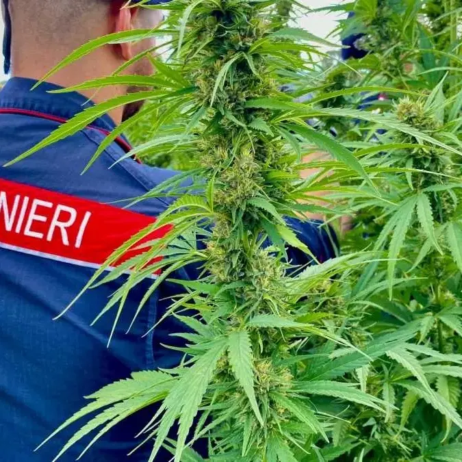 Dalla macchia sarda ai centri del Nord: maxi operazione anti droga dei carabinieri di Cagliari