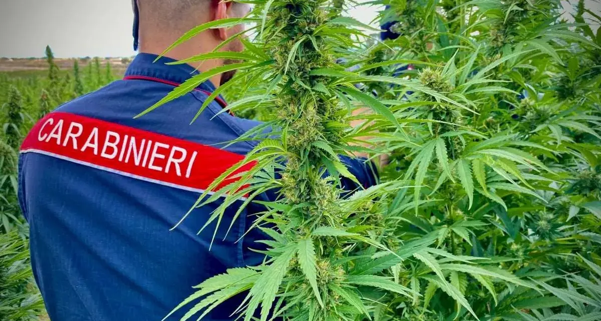 Dalla macchia sarda ai centri del Nord: maxi operazione anti droga dei carabinieri di Cagliari