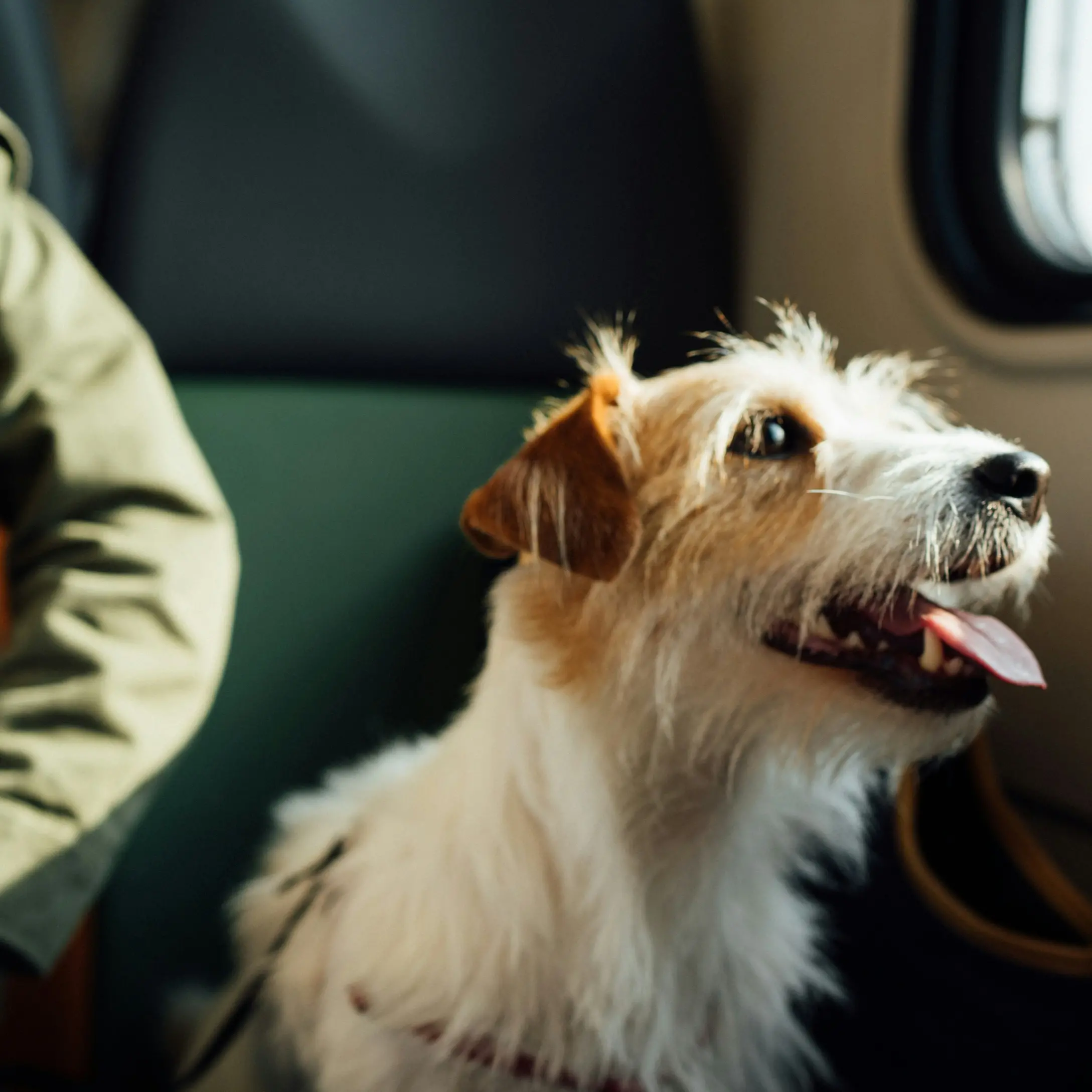 Via libera al trasporto di animali in cabina: Aeroitalia in prima linea