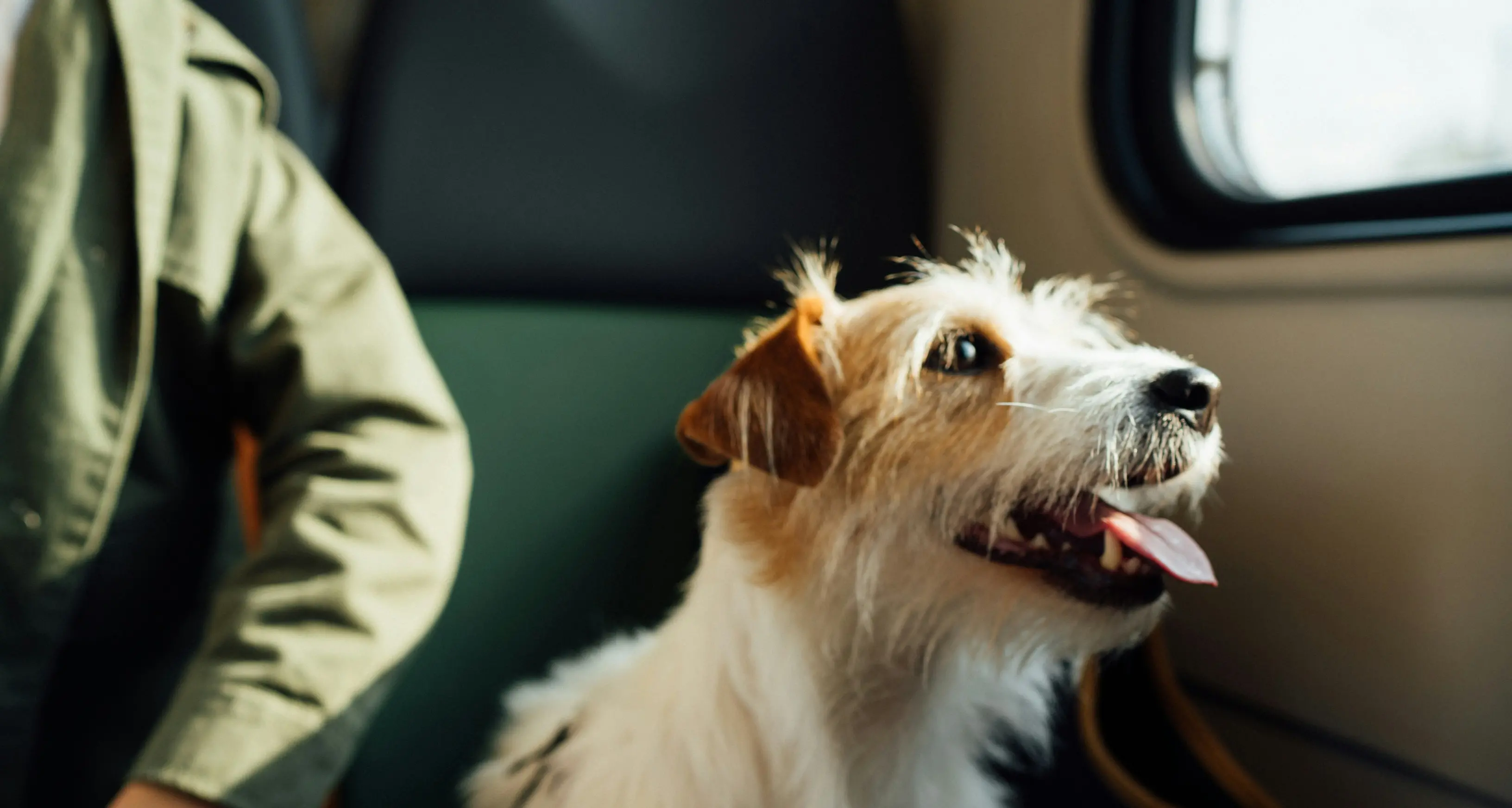 Via libera al trasporto di animali in cabina: Aeroitalia in prima linea