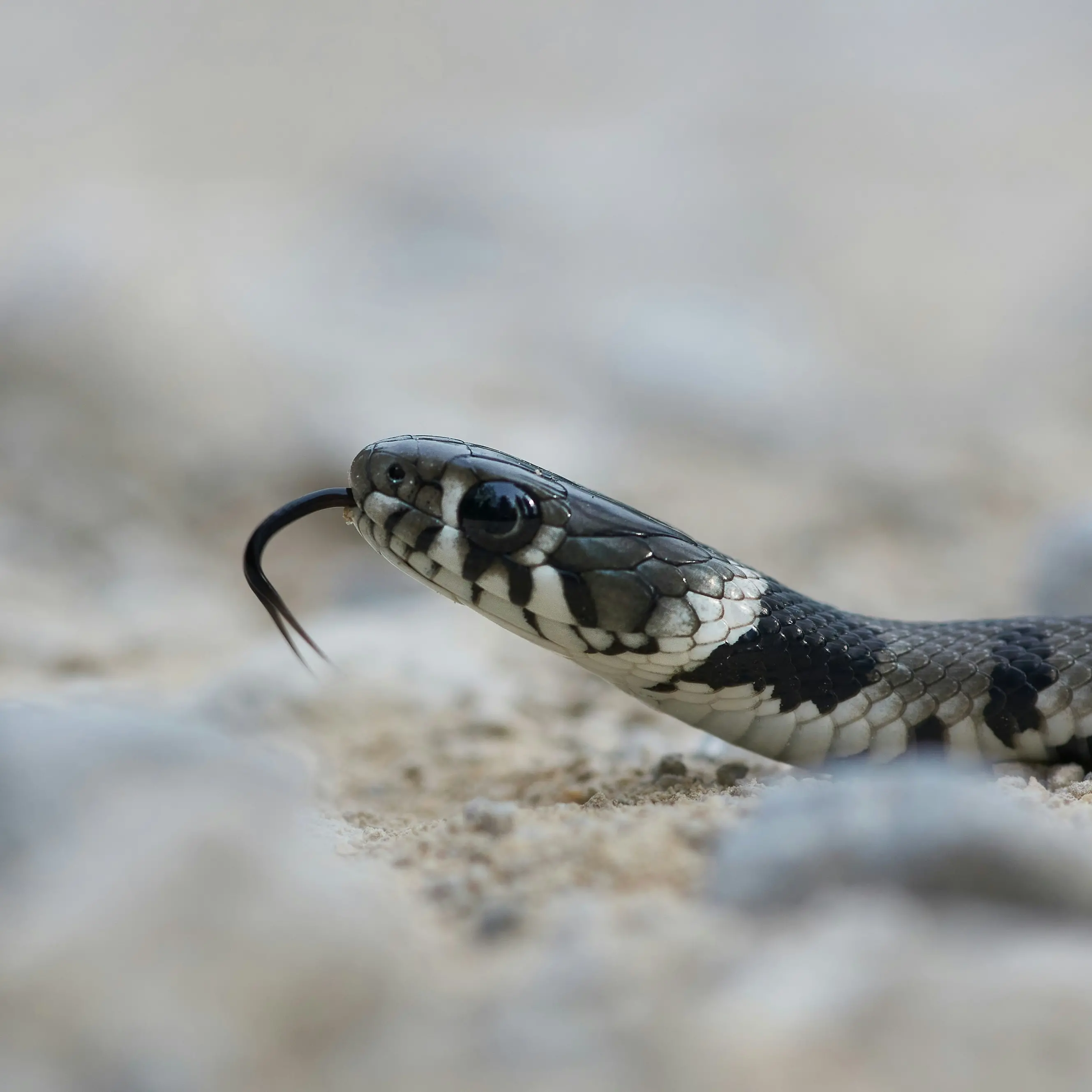 Morso da una vipera esotica che teneva in casa: maxi multa per un 30enne a San Marino