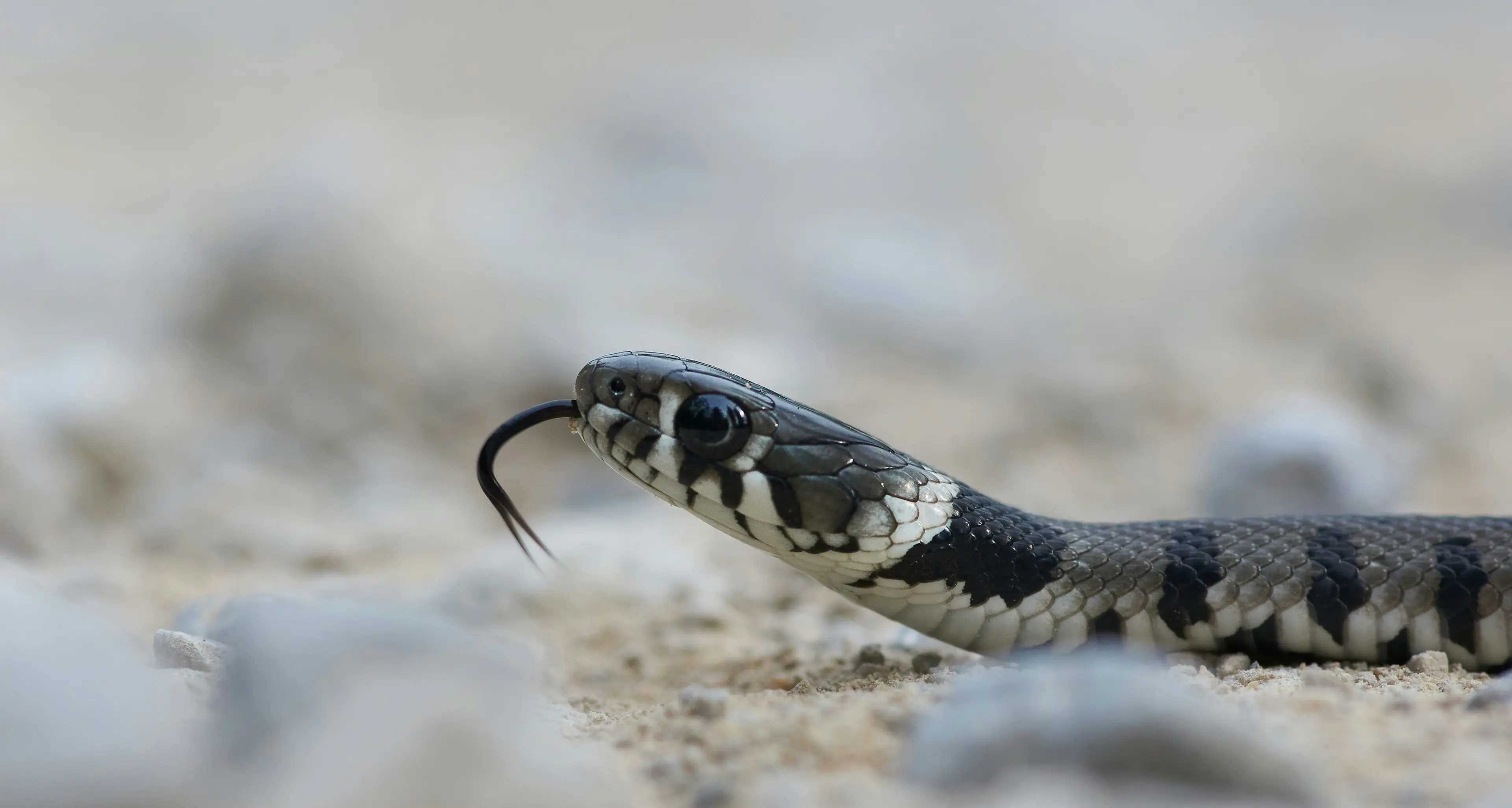 Morso da una vipera esotica che teneva in casa: maxi multa per un 30enne a San Marino