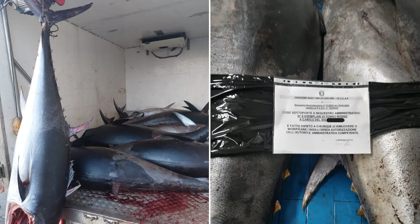 Maxi sequestro di tonno rosso a Teulada: sarà devoluto in beneficenza