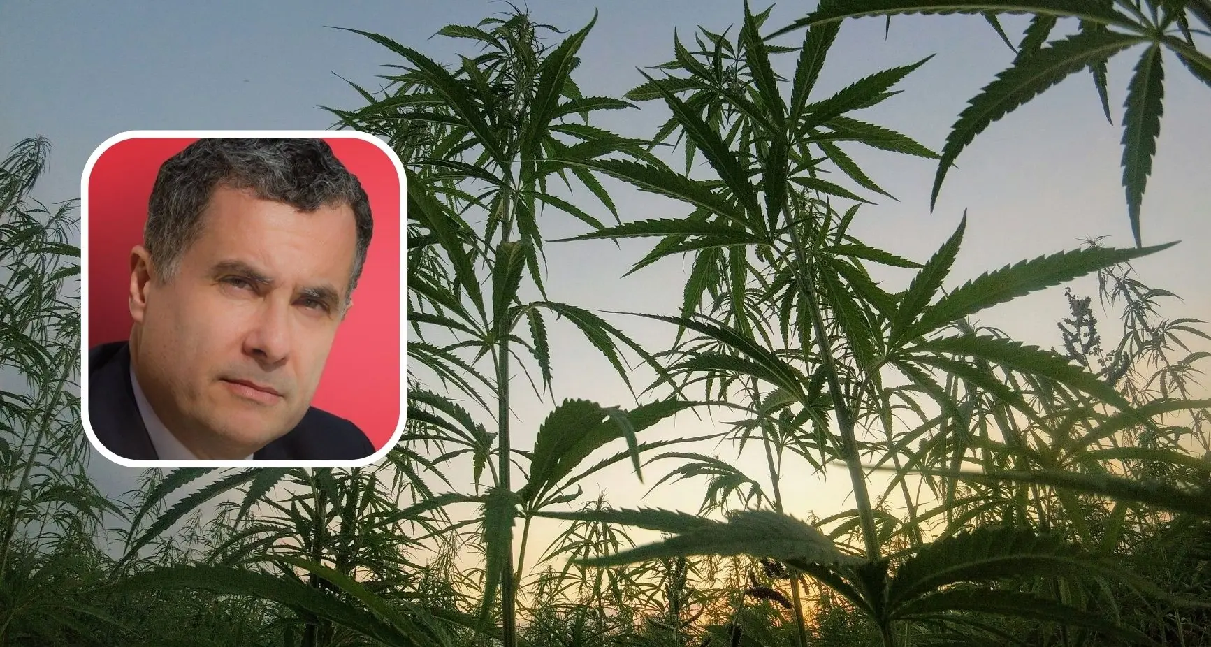 Dl Sicurezza, Lai (PD): \"Colpo durissimo alla filiera della canapa in Sardegna\"