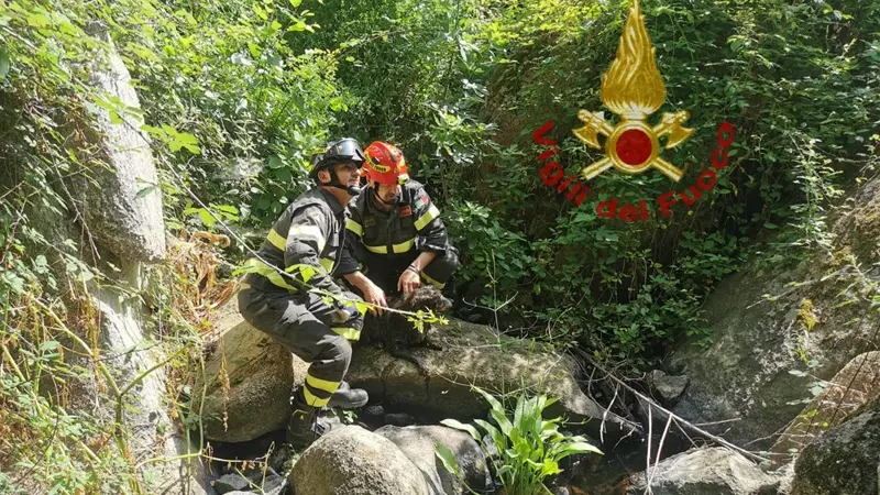 Incastrato fra le rocce in un ruscello ad Arzachena: salvato un piccolo cane
