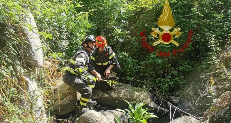 Incastrato fra le rocce in un ruscello ad Arzachena: salvato un piccolo cane