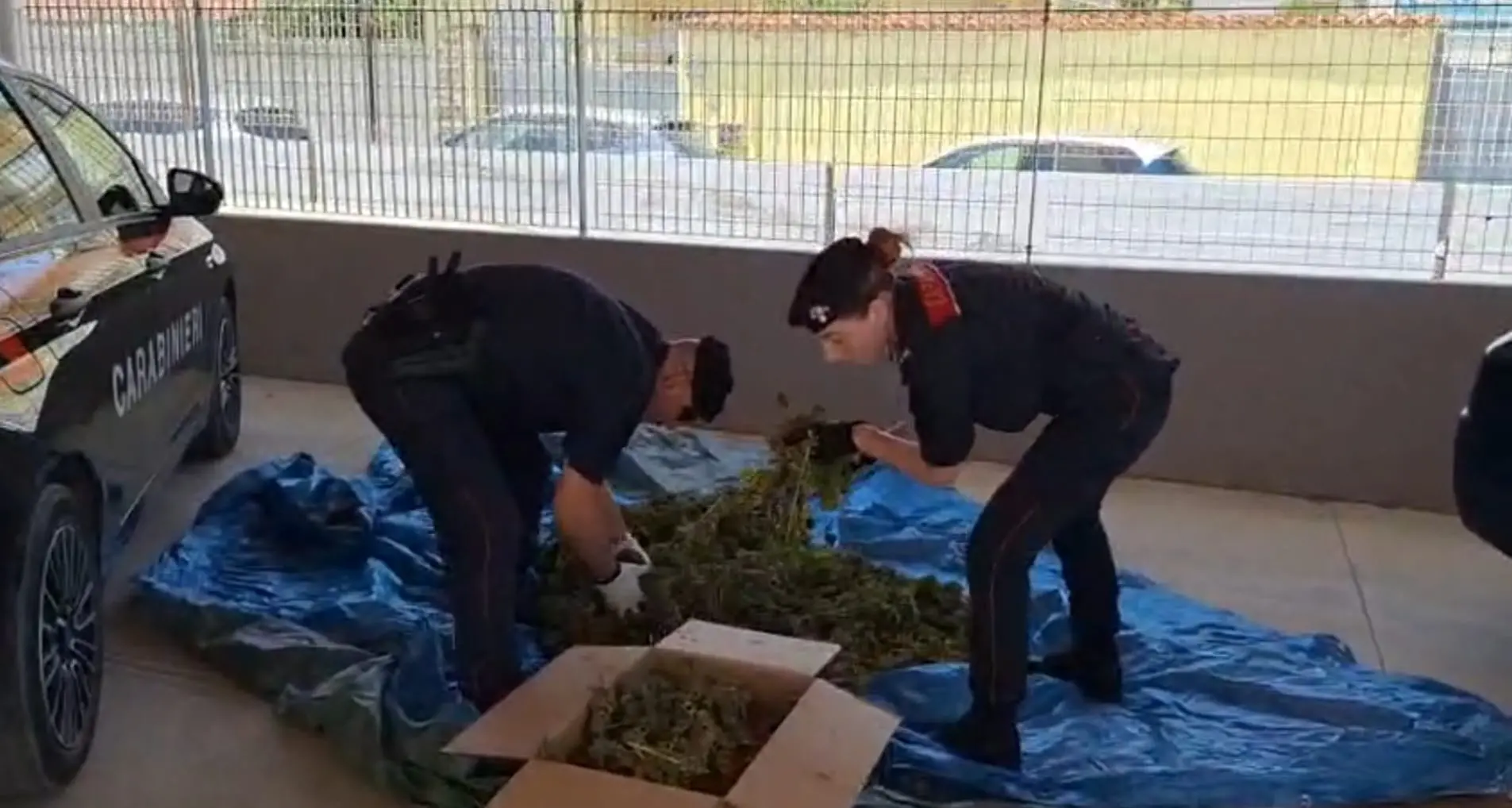 Scoperto centro di essiccazione di marijuana in un terreno agricolo: due arresti a Sestu