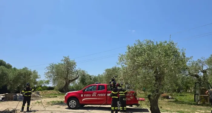 Incendio doloso tra gli oliveti a Sassari: arrestato un uomo dopo aggressione a un agente