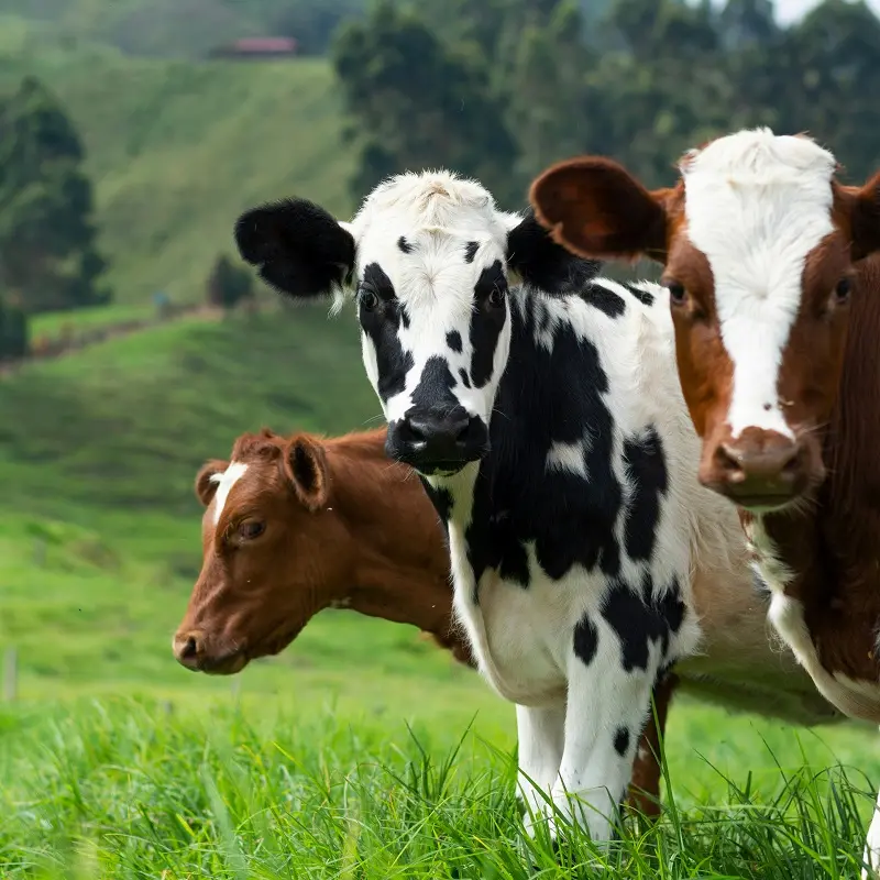 Stop alla movimentazione dei bovini potrebbe essere esteso a 60 giorni in Sardegna