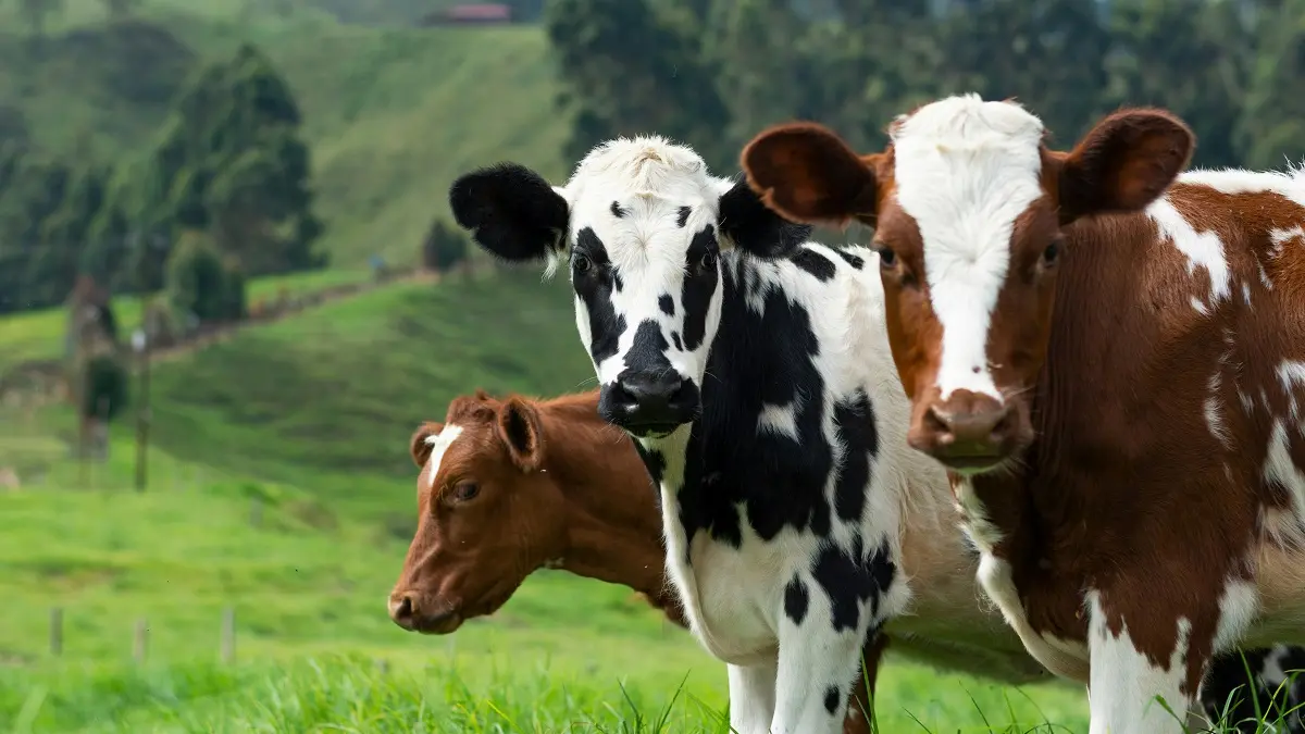 Emergenza dermatite bovina in Sardegna: l'appello della Cia alla Regione