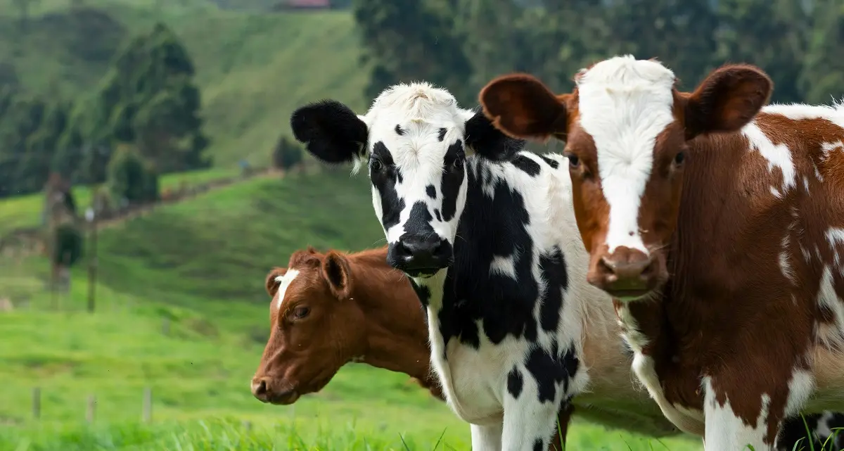 Emergenza dermatite bovina in Sardegna: l'appello della Cia alla Regione