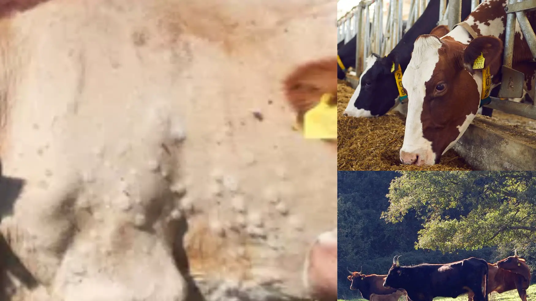 Nuovi casi sospetti di dermatite nodulare bovina nel Nuorese