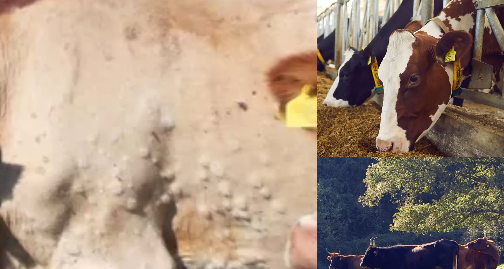 Dermatite dei bovini, allarme in Sardegna: cause e conseguenze dell'infezione che fa tremare gli allevatori