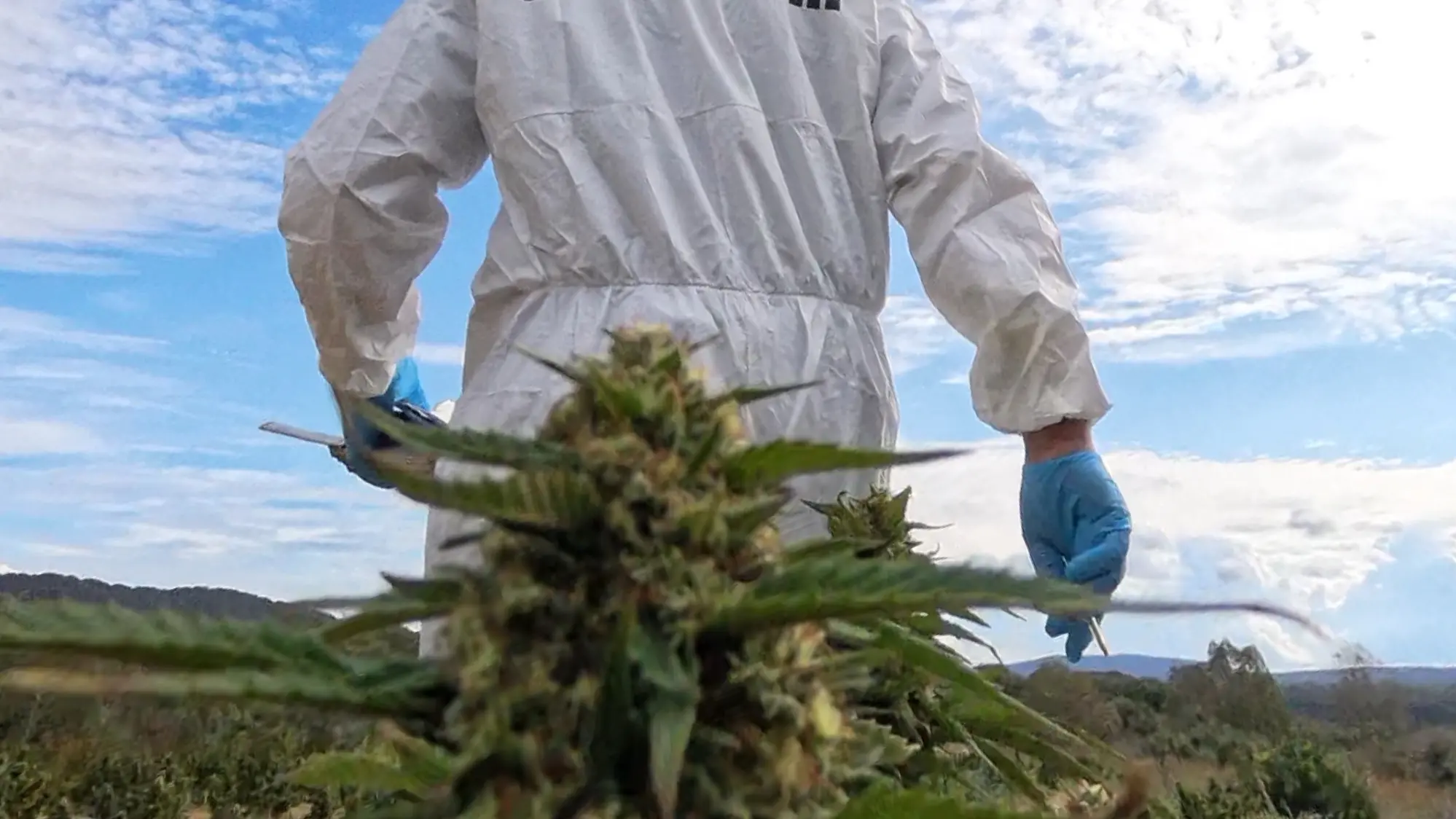 Maxi sequestro di marijuana a Sindia: due arresti