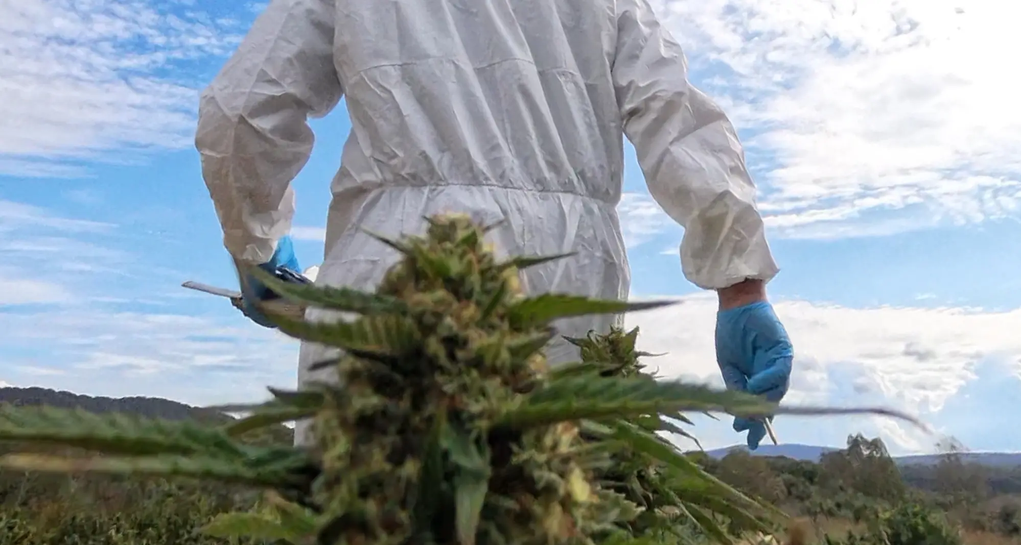 Maxi sequestro di marijuana a Sindia: due arresti