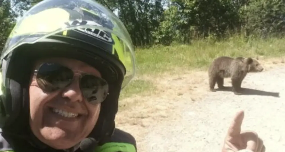 Motociclista ucciso da un'orsa in Romania: l'animale è stato abbattuto