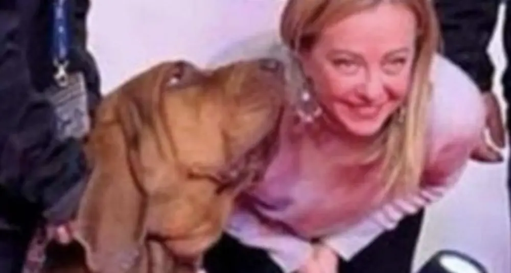 Bruno, il cane eroe ucciso da bocconcini con chiodi. Era stato premiato da Giorgia Meloni