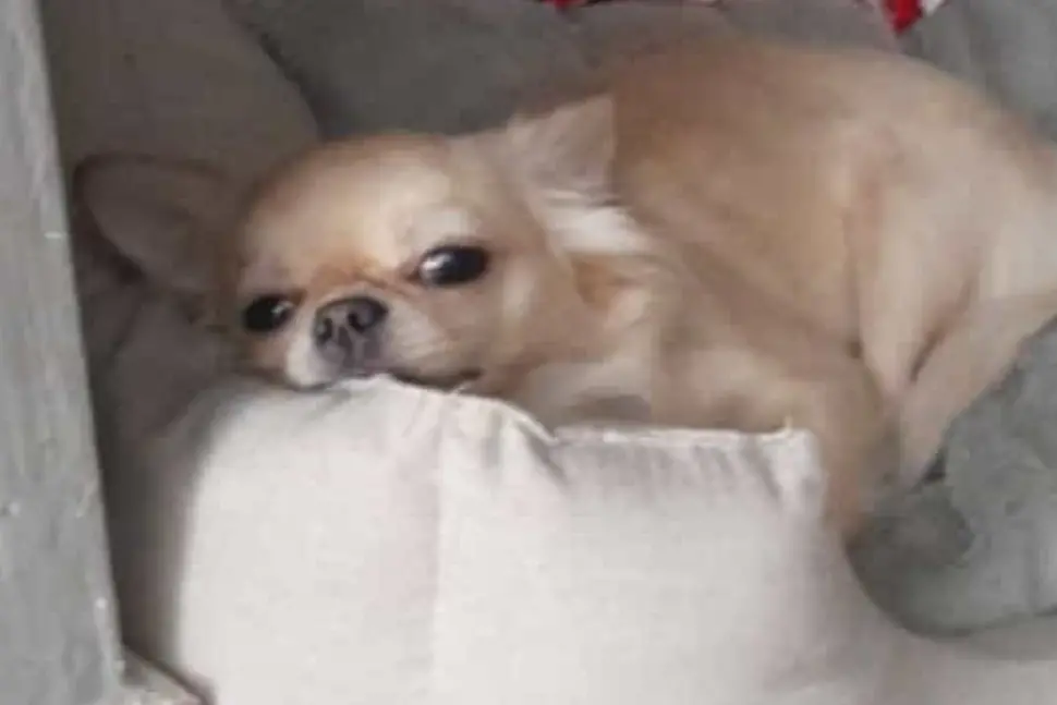 <p>La cagnolina Nika, foto dal web</p>\\n