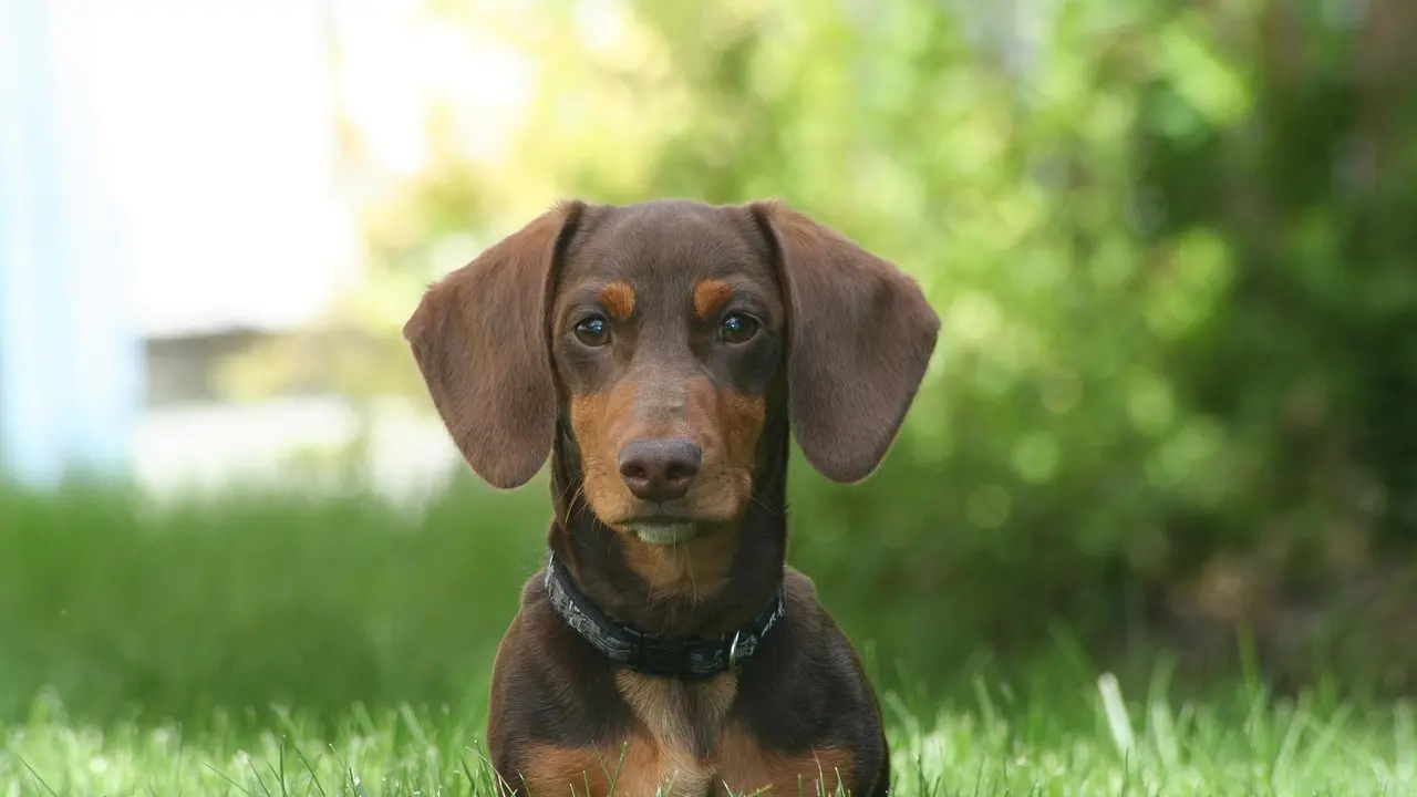 Prende a calci la sua cagnolina e la riduce in fin di vita: denunciato, ora rischia il carcere
