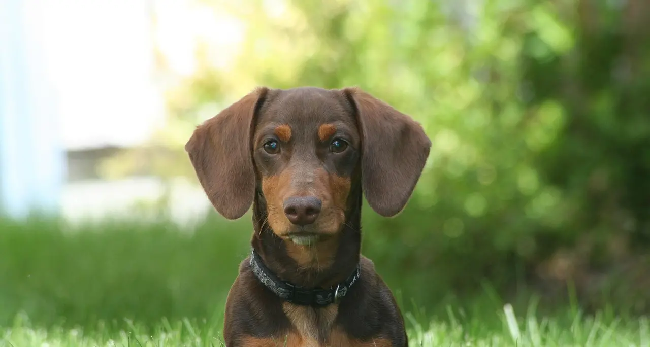 Prende a calci la sua cagnolina e la riduce in fin di vita: denunciato, ora rischia il carcere