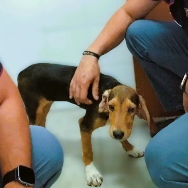 Cagnolino spaventato e in pericolo di vita, salvato da due agenti di Polizia