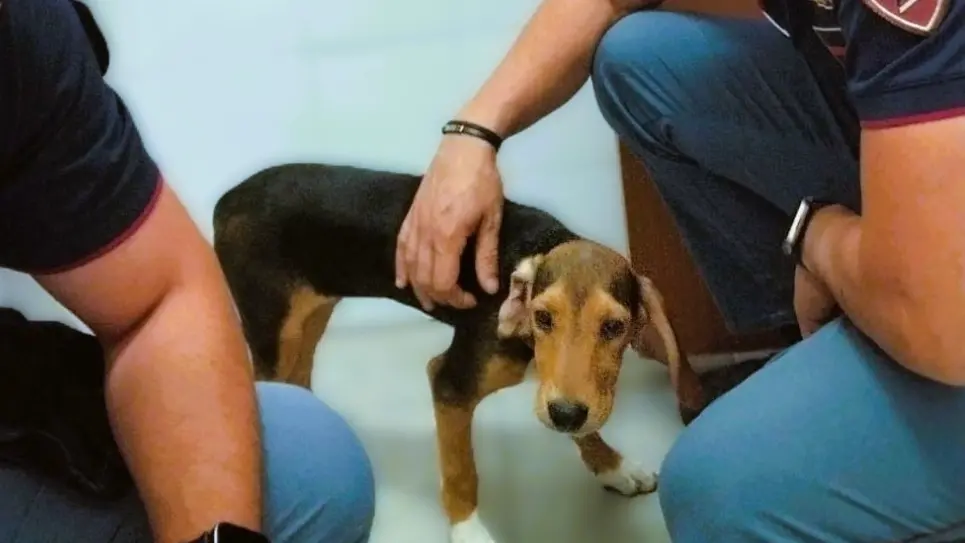 Cagnolino spaventato e in pericolo di vita, salvato da due agenti di Polizia
