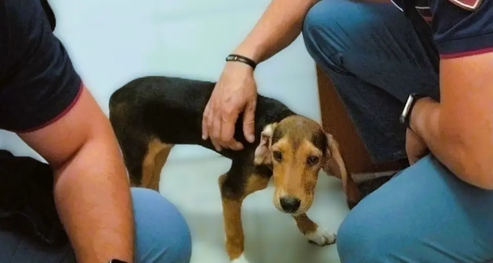 Cagnolino spaventato e in pericolo di vita, salvato da due agenti di Polizia