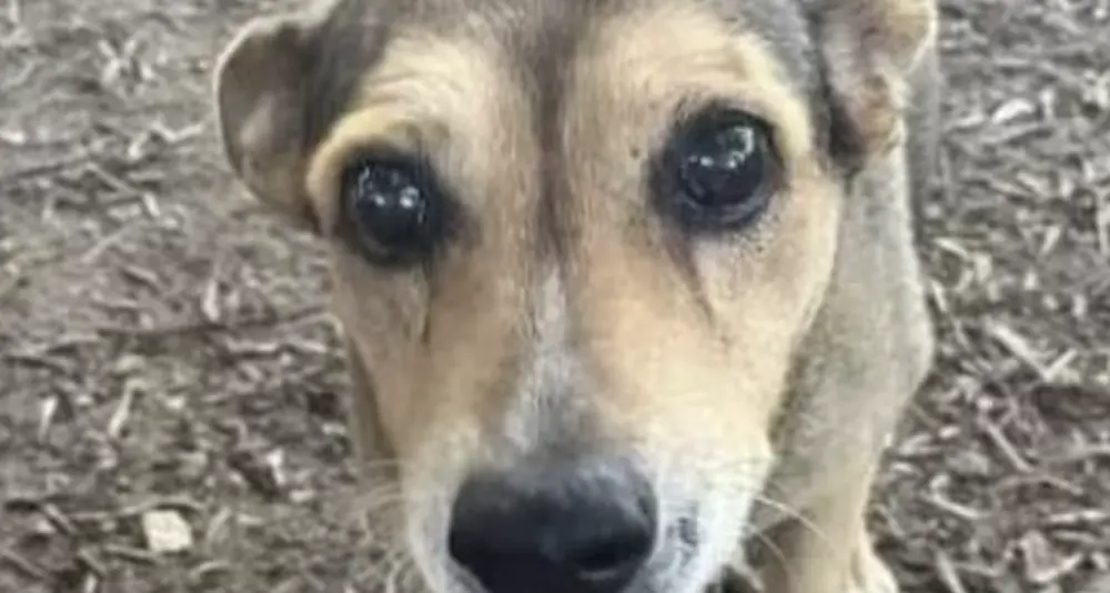 Cagnolina legata ai binari e uccisa da un treno, \"Trovare Timida a pezzi un dolore atroce\"