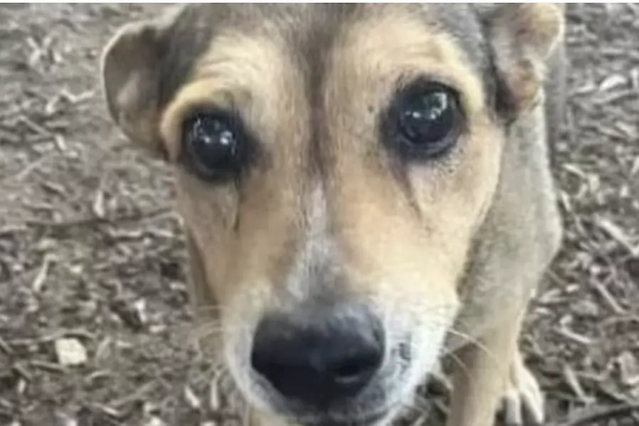 <p>La cagnolina Timida, foto dal web</p>\\n