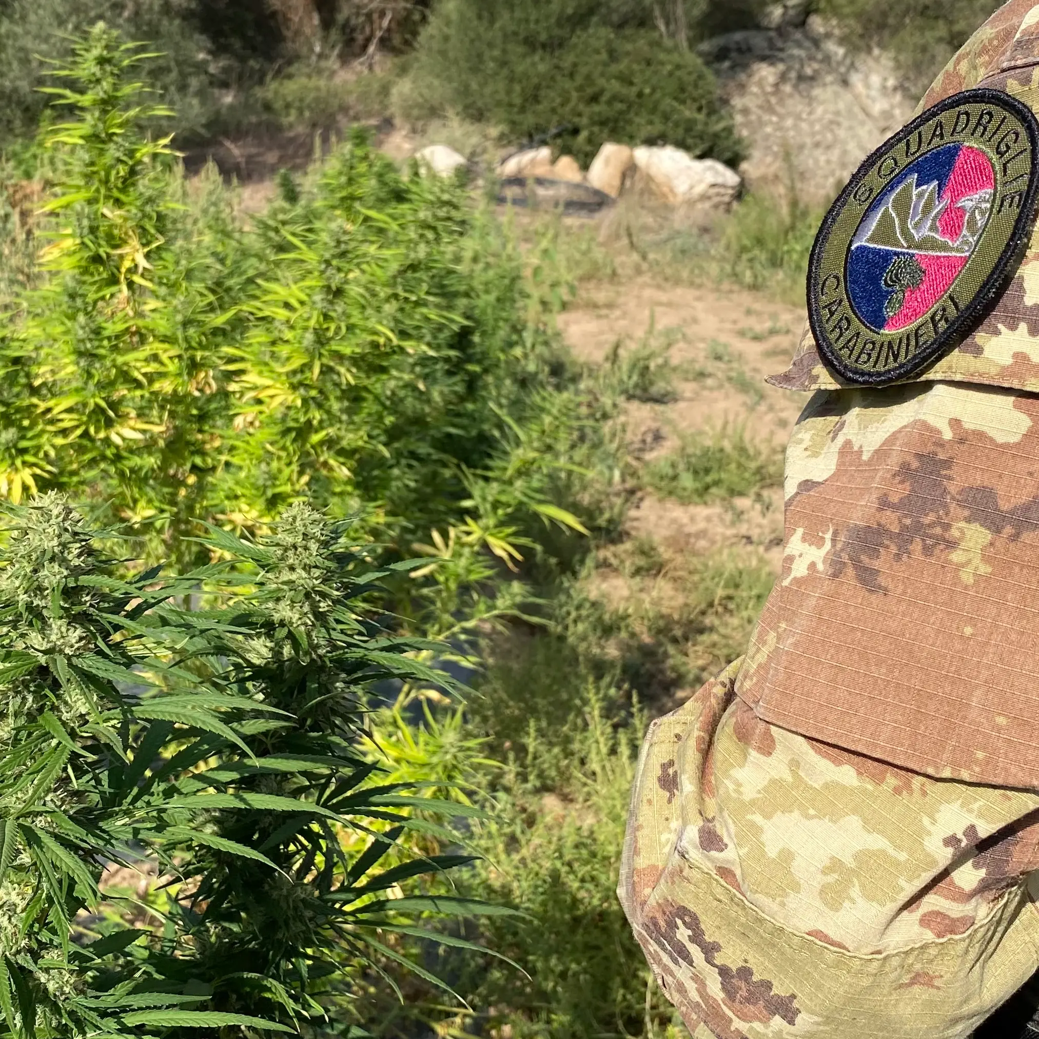 Serra di marijuana scoperta a Tortolì: 40enne con precedenti finisce in manette