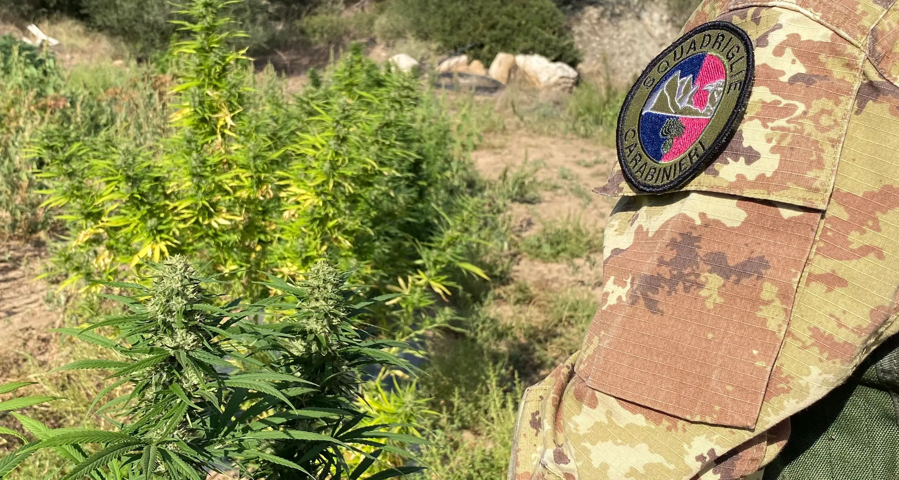 Serra di marijuana scoperta a Tortolì: 40enne con precedenti finisce in manette