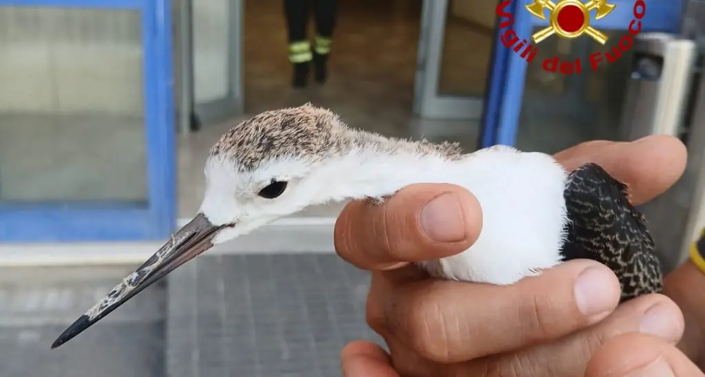 Un pullo di airone inseguito da un corvo “chiede” soccorso ai Vigili del fuoco di Cagliari