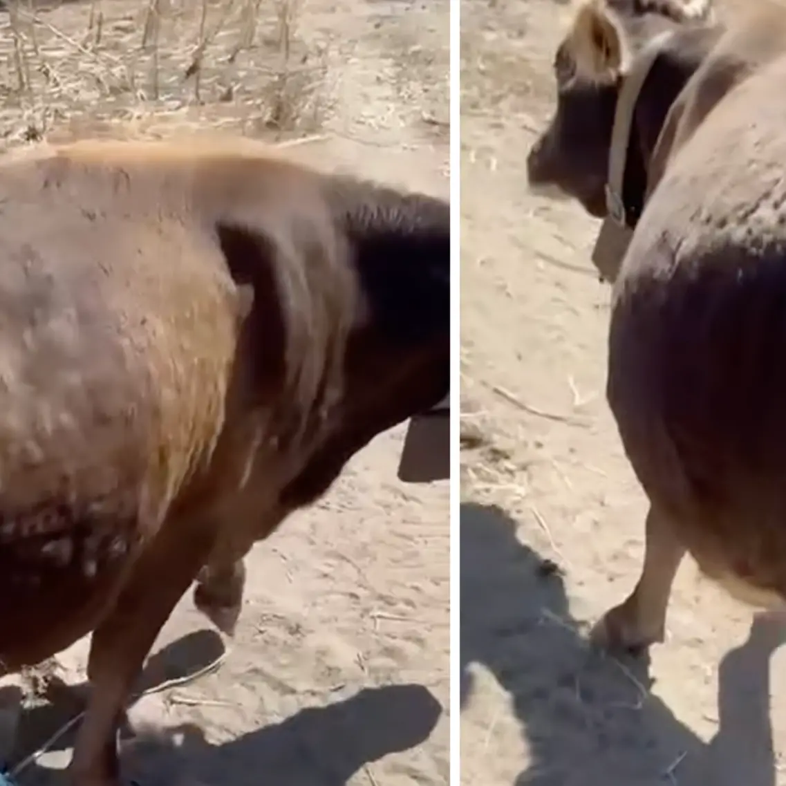 Dermatite bovina. Il video drammatico di una mucca sofferente in un'azienda di Orotelli