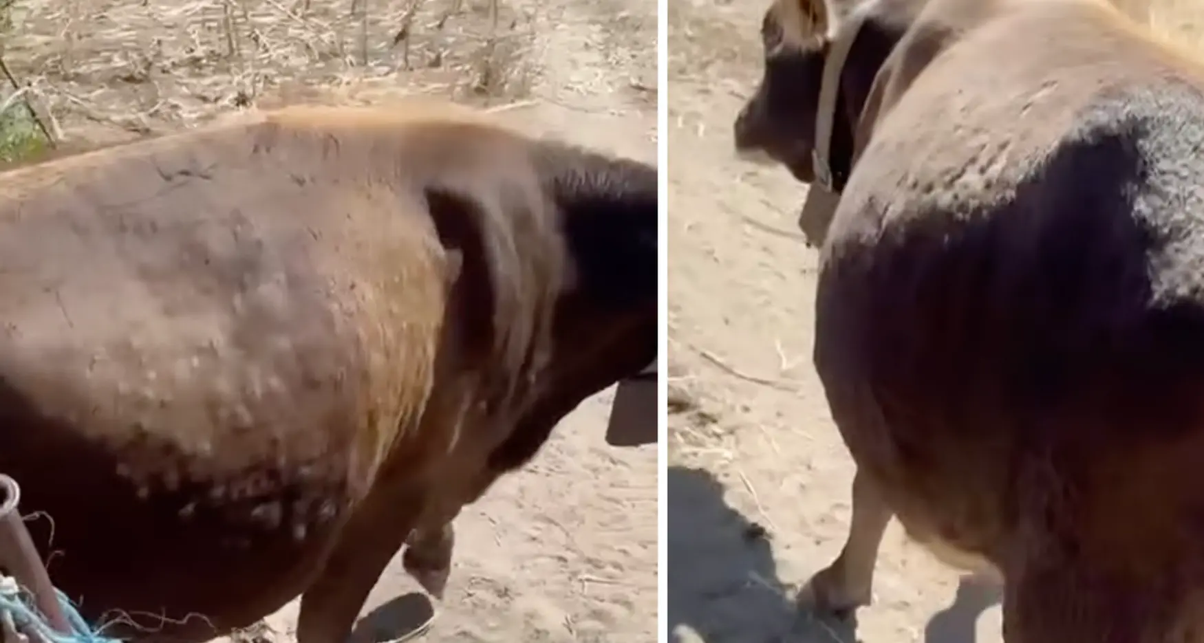 Dermatite bovina. Il video drammatico di una mucca sofferente in un'azienda di Orotelli
